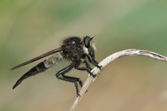 Promachus painteri