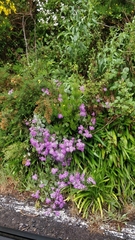 Pericallis aurita image