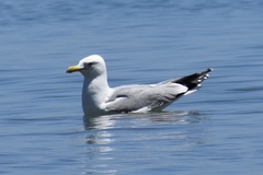 Larus argentatus