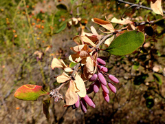 Berberis iberica