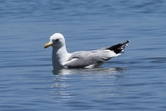 Larus argentatus