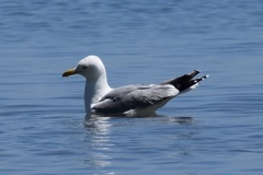 Larus argentatus