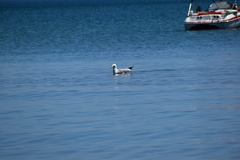 Larus argentatus