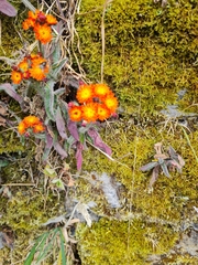 Pilosella aurantiaca