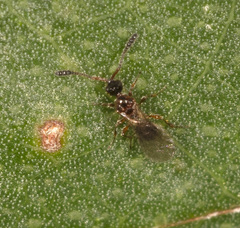 Spilomicrini