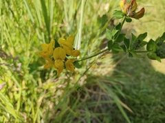 Lotus corniculatus