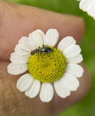 Cyrtosus cyanipennis