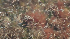 Gammarellus angulosus