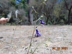 Conanthera campanulata