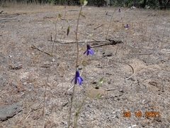 Conanthera campanulata