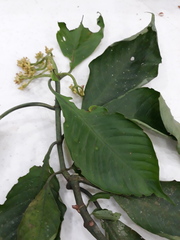 Notopleura macrophylla, photograph (c) Alexis López Hernández, some rights reserved (CC BY)