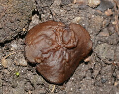 Peziza thozetii