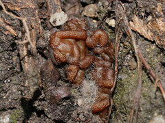 Peziza thozetii