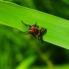 Ceroxys urticae