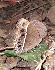 Mycalesis subdita