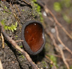 Peziza thozetii