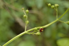 Scrophularia auriculata