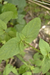 Scrophularia auriculata
