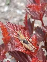 Ognevia longipennis