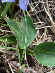 Viola pyrenaica