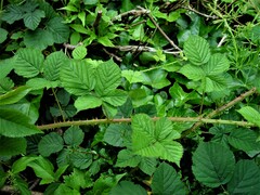 Rubus warrenii