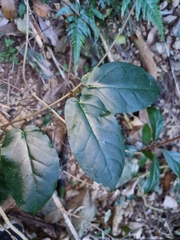 Leichhardtia racemosa