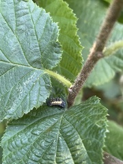 Callimorpha dominula