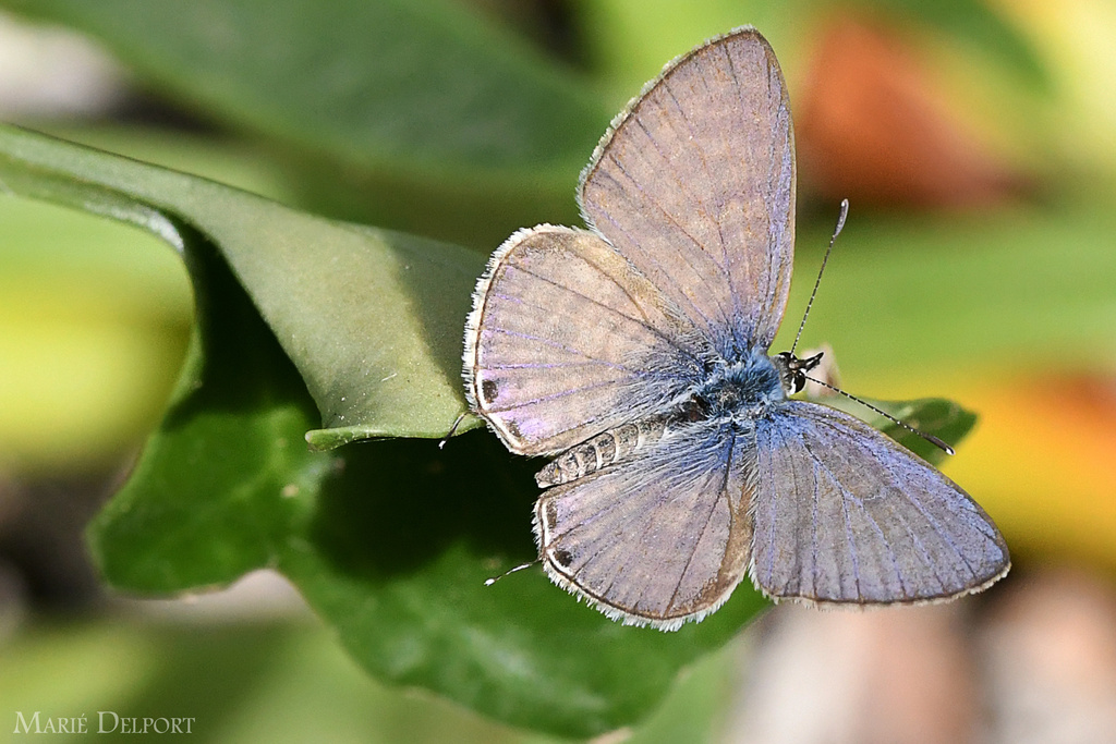 Leptotina