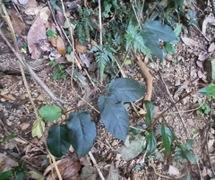 Leichhardtia racemosa