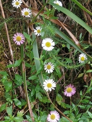 Erigeron karvinskianus image