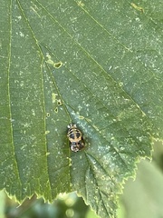 Callimorpha dominula