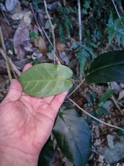 Leichhardtia racemosa