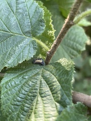 Callimorpha dominula