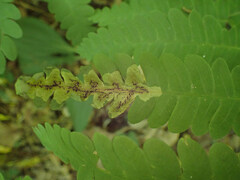 Chirosia filicis