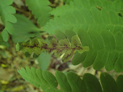 Chirosia filicis