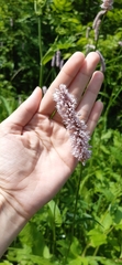 Bistorta officinalis