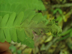 Chirosia filicis