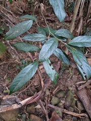 Alangium villosum