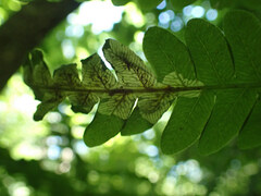 Chirosia filicis