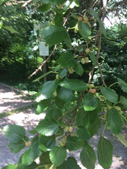 Morus nigra