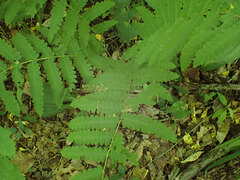 Chirosia filicis