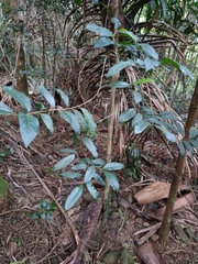 Alangium villosum