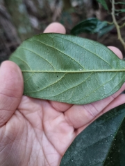 Alangium villosum