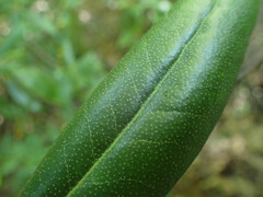 Rhododendron minus