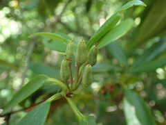 Rhododendron minus