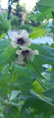 Hyoscyamus niger