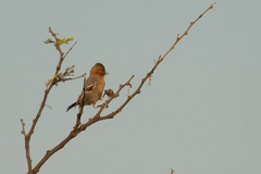 Melaniparus fringillinus