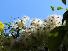 Clematis orientalis