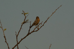 Melaniparus fringillinus