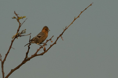 Melaniparus fringillinus